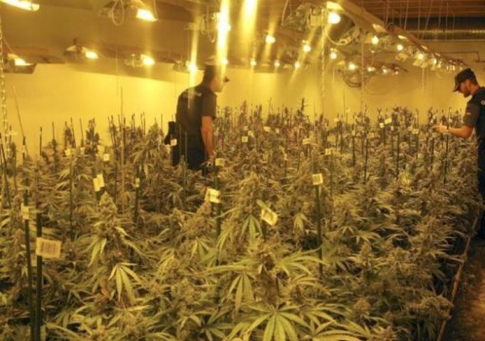 foto: Multinacionales buscan producir marihuana en Uruguay