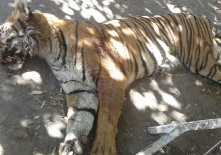 foto:  Investigan las causales de muerte del tigre de bengala que apareció en Córdoba