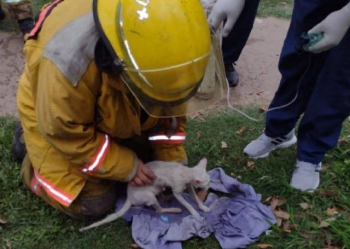 foto: Felino fue rescatado en un incendio