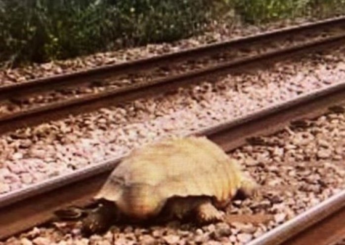 foto: Una tortuga gigante interrumpió la circulación de trenes en Inglaterra durante una hora y media