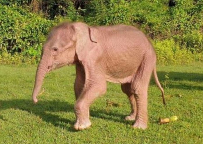 foto: Nació un inusual elefante blanco, símbolo de buena suerte