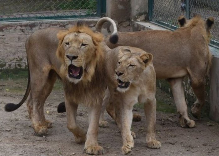 foto: Zoológico subasta a sus leones