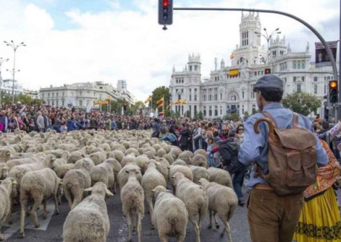 foto: Miles de ovejas sustituyeron a los autos en las calles de Madrid
