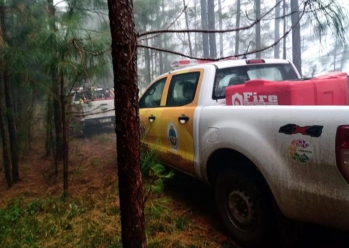 foto: Cayó un rayo en un pino y desató un incendio forestal
