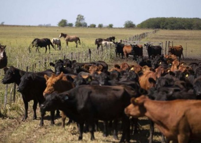 foto: Recuperaron vacas robadas de un campo