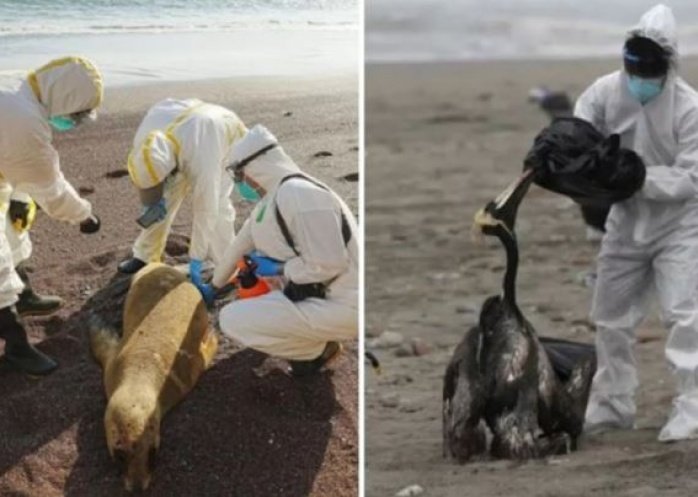 foto: Perú reporta la muerte de 585 lobos marinos y 55.000 aves por gripe aviar