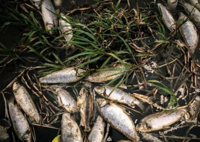 foto: Se detectó la mayor concentración de agrotóxicos del mundo en los sábalos del río Salado