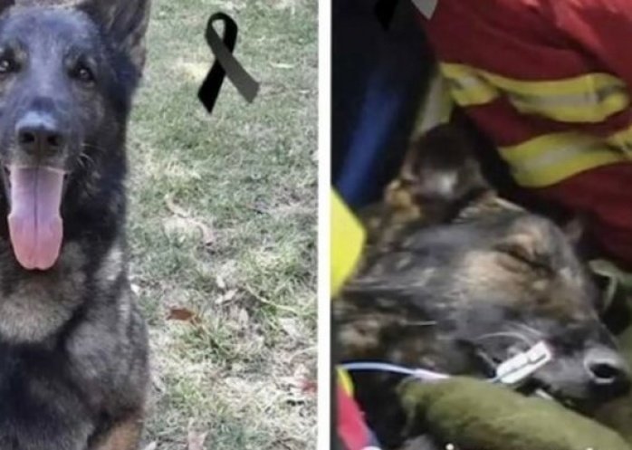 foto: Emotiva despedida a un perro rescatista en medio de los operativos tras el sismo en Turquía