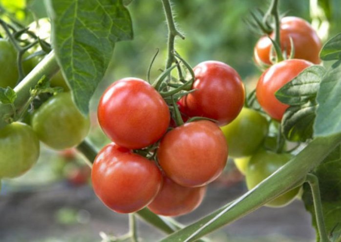 foto: Corrientes: alertan a productores de tomates sobre la presencia de un virus