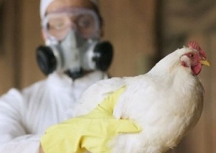 foto: Recomendaciones del Ministerio de Salud ante detección de un caso de gripe aviar