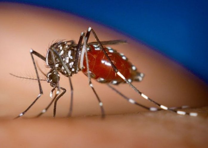 foto: Salud confirma 2 casos positivos de Chikungunya