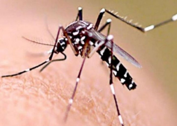 foto: Fuerte aumento de casos de dengue en el país: cuáles son los síntomas y cómo prevenirlo